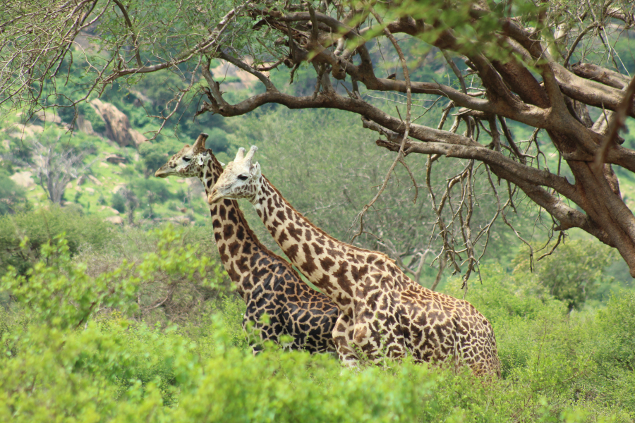 Abenteuer Kenia - Die Reise Ihres Lebens!