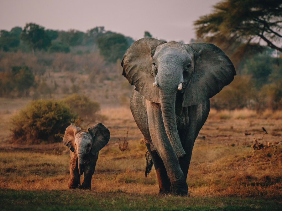 Botswana & Victoria Fälle