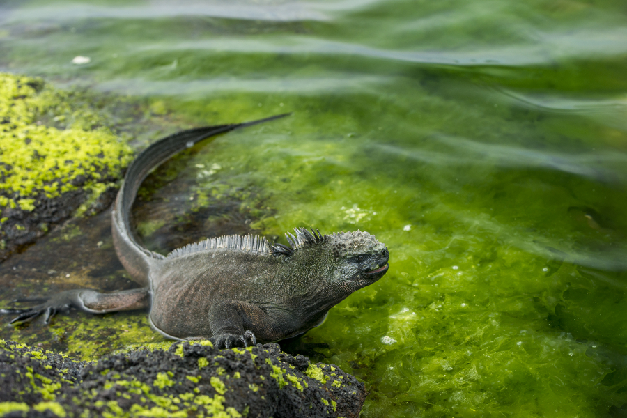 Ecuador und Galápagos-Inseln