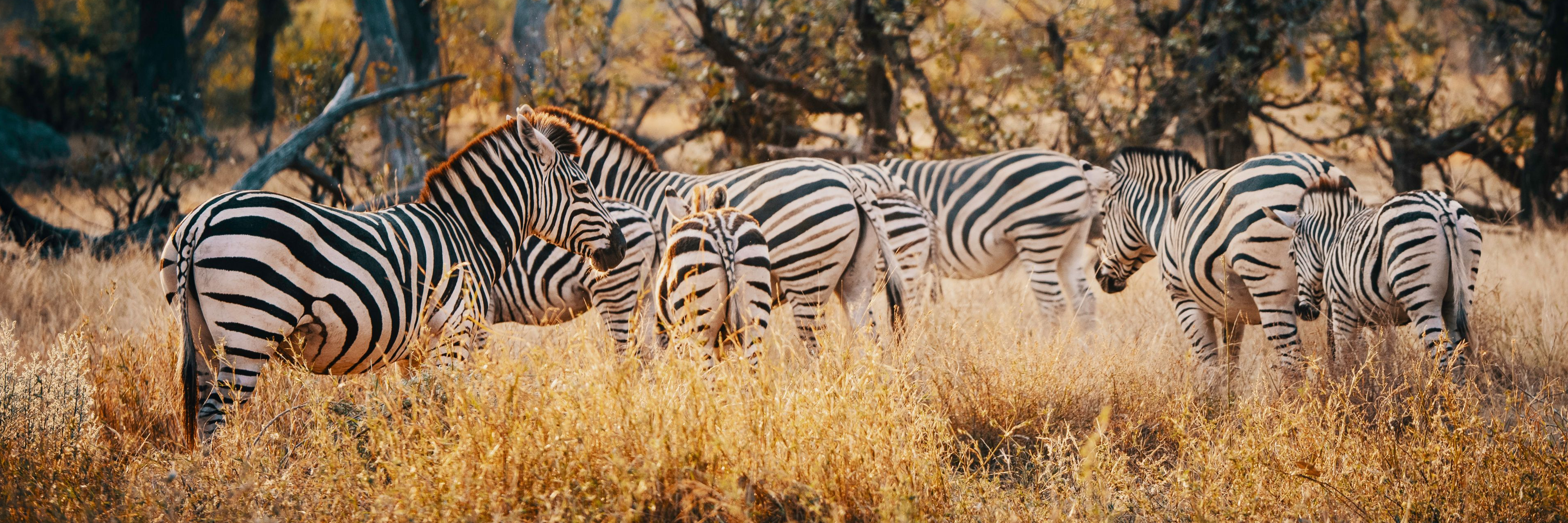 AdobeStock_243452507_Moremi_Nationalpark_Botswana.jpeg