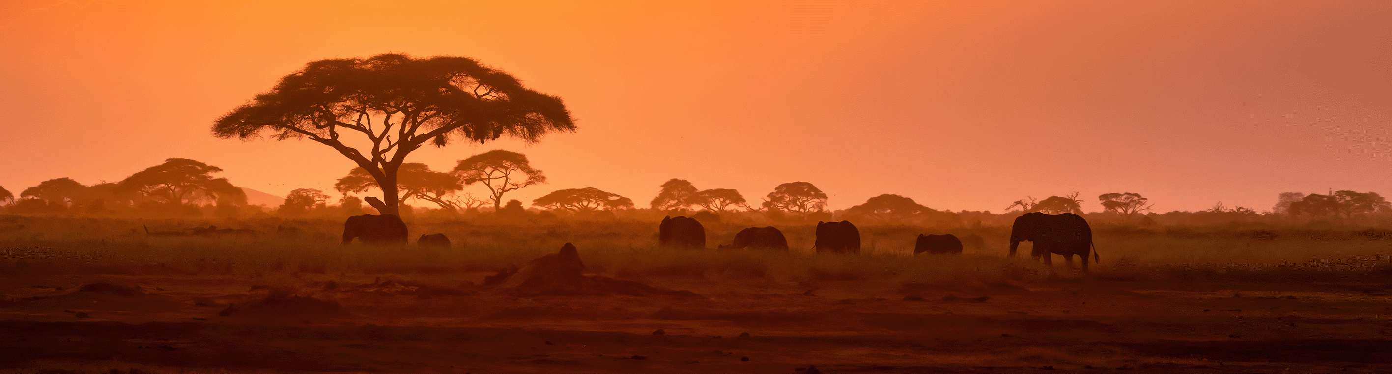 AdobeStock_385066371_web.gif
