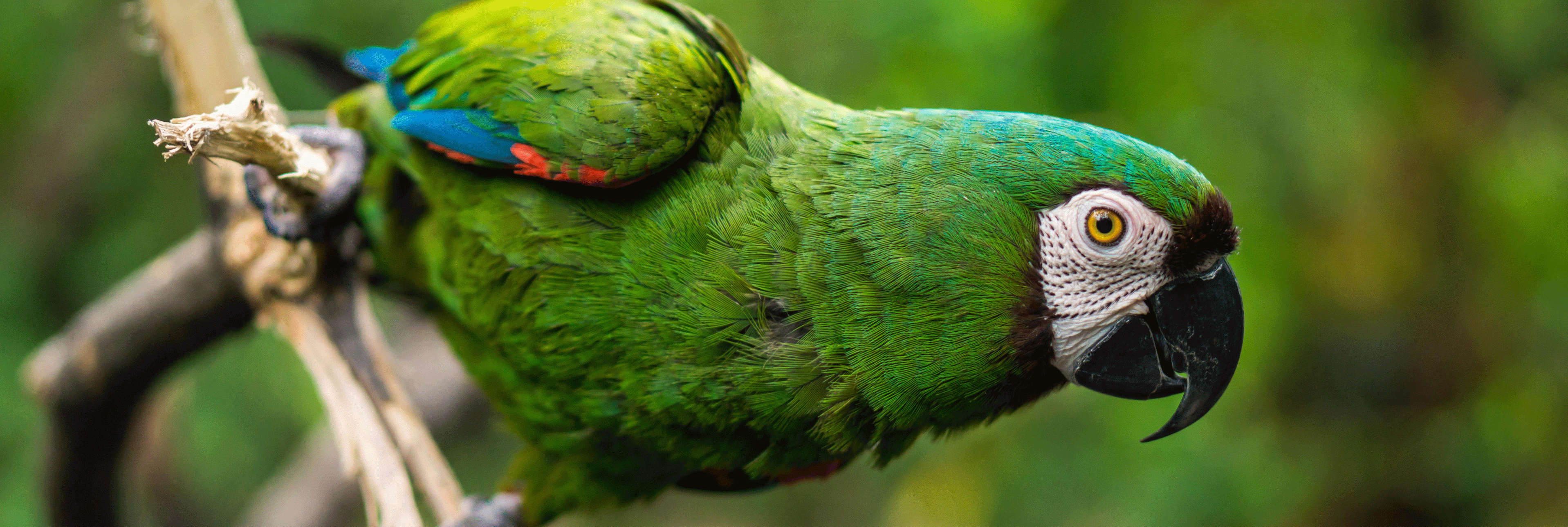 guacamaya-4132823_klein.gif