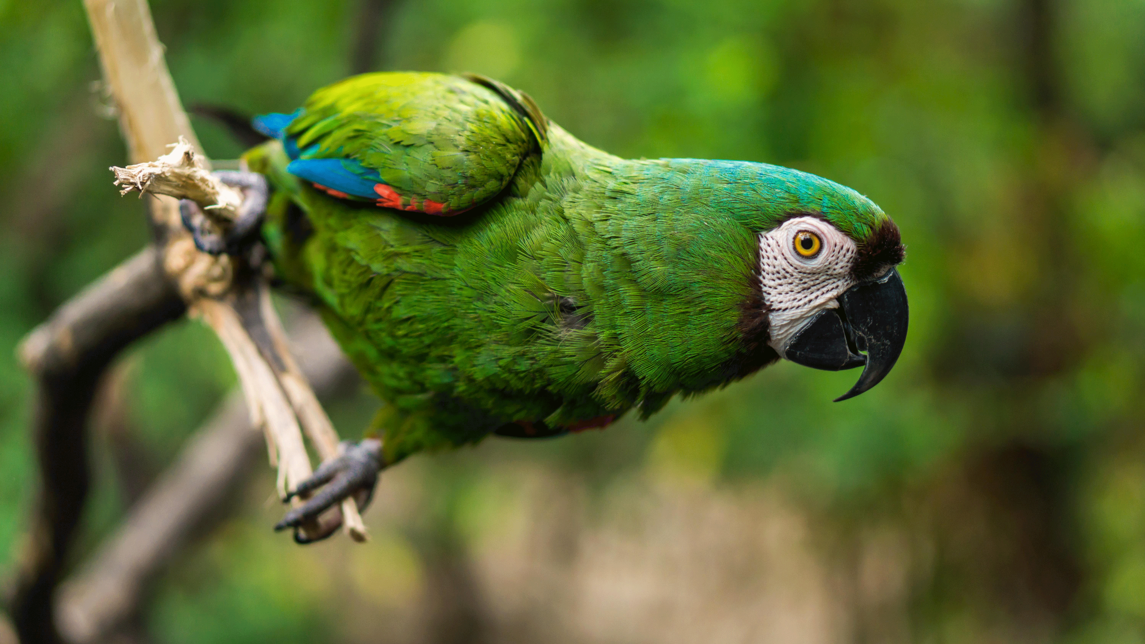 guacamaya-4132823_klein.gif